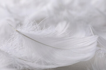 Fluffy white feathers on blurred background, closeup