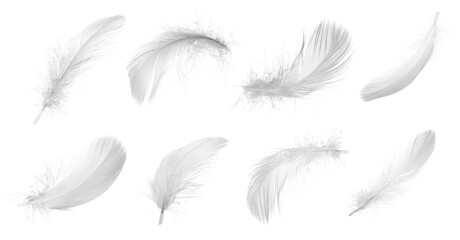 Fototapeta na wymiar Light feathers isolated on white, collection. Plumage