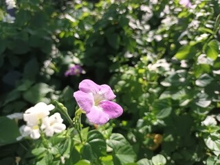Fototapeta premium Small purple flowers that bloom in the sunlight