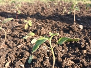 A small growing tree sprouted from the ground.
