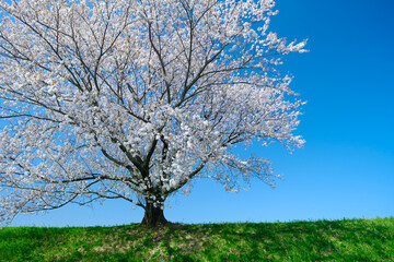 Naklejka premium 桜