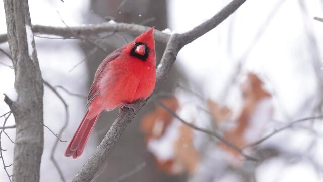 Cardinal in snow.  Red Northern Cardinal (Cardinalis cardinalis) Perched Amid Light Snowfall on a Tree Branch &ndash; A Spiritual Songbird's Poem of Love and Loss.  Wildlife Video. 