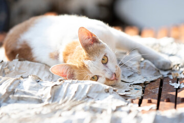 White cat with orange eyes lying on the terrace of the house