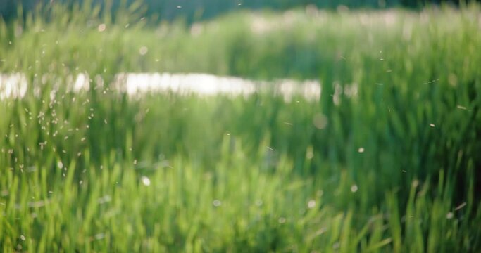 Mosquitoes flying in front of green tall grass with pollen in the air