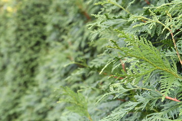 Natural Pine Tree Close-Up