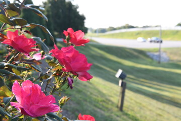 Beautiful Flowers in Field