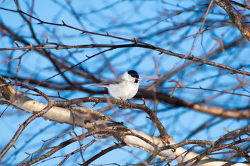青空の背景の木にとまった野鳥。