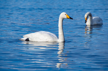 Obraz premium 晴れた日の空の青を水面に反射する湖の白鳥。