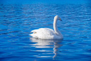 晴れた日の空の青を水面に反射する湖の白鳥。