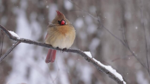 Cardinal in winter. Snow-Kissed Melody: Female Cardinal (C. cardinalis) in Winter Wonderland, A Female Cardinal bird on a Branch.  Wildlife Video. 