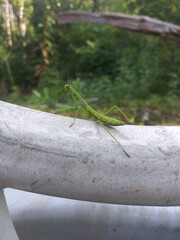 green praying mantis