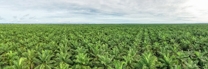 Fototapeta na wymiar Panorama view of palm oil plantation At Kuala Penyu Sabah, Borneo. Aerial view