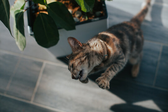Cat photo of cat attentively playing one afternoon in sunlight. Concept of pets and domestic animals.