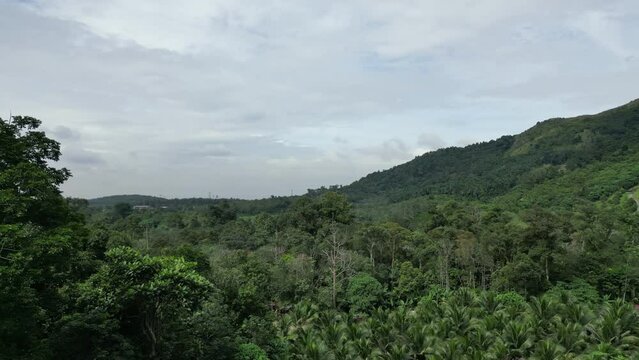 Aerial fly over plantation at Broga Hill in day
