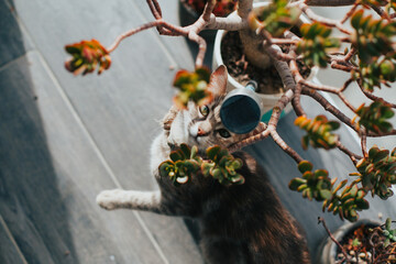 Cat chewing a plant in the sunny afternoon. Concept of pets and domestic animals.