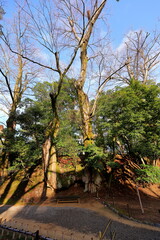 Fototapeta na wymiar Kenroku-en located in Kanazawa, Ishikawa, Japan, one of the Three Great Gardens of Japan.