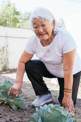 Asian retired elderly woman gardening in back garden.