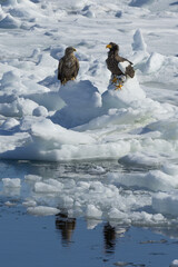 流氷とオジロワシ