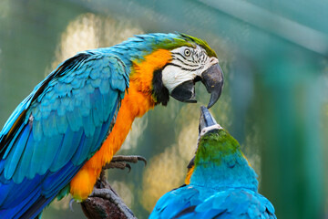 two blue-and-yellow macaw (Ara ararauna), also known as blue-and-gold macaw kissing