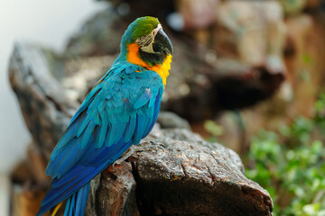 blue-and-yellow macaw (Ara ararauna), also known as the blue-and-gold macaw on wood tree branch