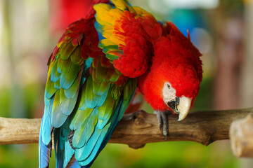 scarlet macaw (Ara macao), red parrot on wood tree branch
