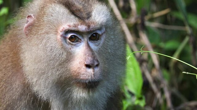 Observing a Monkey in Natural Habitat