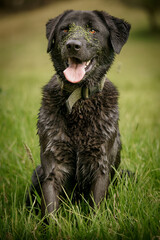 black dog on grass