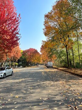 A charming autumn scene unfolds on this street, where vibrant fall trees paint the sidewalks with shades of gold and rust. Sunlight filters through the leaves, creating a warm and inviting atmosphere.