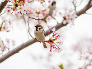 桜の枝にとまるスズメ