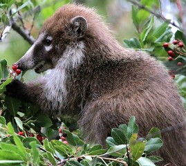 Coati Eating Berries from Tree 