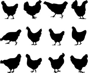Chicken Silhouette Isolated On A White Background	
