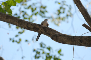 bird on a branch