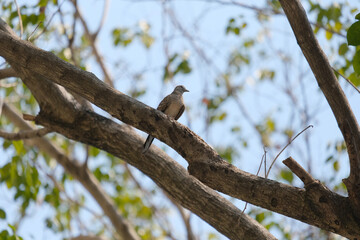 bird on a tree