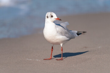 Möve am Ostseestrand im Fischland Zingst Darß, Mecklenburg-Vorpommern