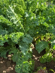 plants in the garden