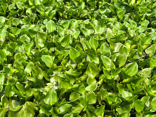 Fototapeta na wymiar water hyacinth plant in the river