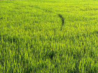 rice field in thailand