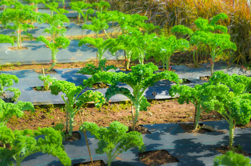 Fresh kale in agricultural plots at Chiang Mai Province