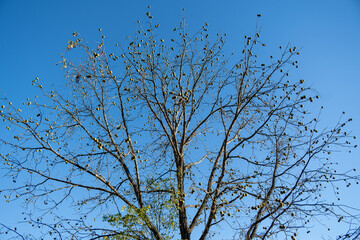 black walnut tree branches against blue sky