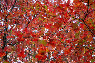 red maple leaves