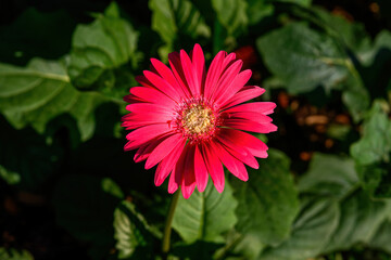 Colored Gerbera flowers blooming in the garden. Gerbera L. is a genus of plants in the Asteraceae.