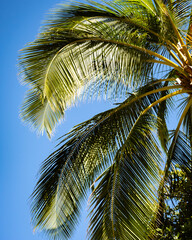 coconut palm tree with a blue sky background