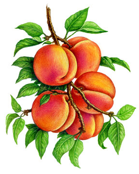 Peach on a branch. Set of watercolor illustrations for labels, menus, or packaging design.
