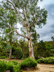 Rivergum vert