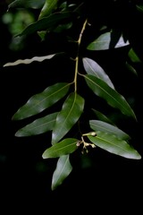 Obraz premium Umbellularia californica, California Bay Laurel leaves with black background