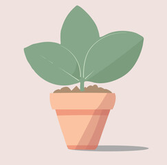 A pot of Plant