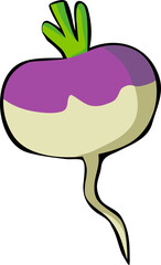 Turnip vector Illustration. Isolated on white background.
