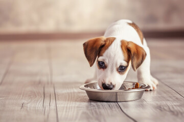Cute hungry puppy eating food from his bowl