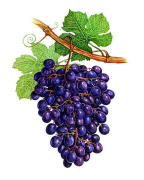 Grapes on a branch. Set of watercolor illustrations for labels, menus, or packaging design.