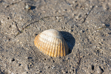 shell on sand